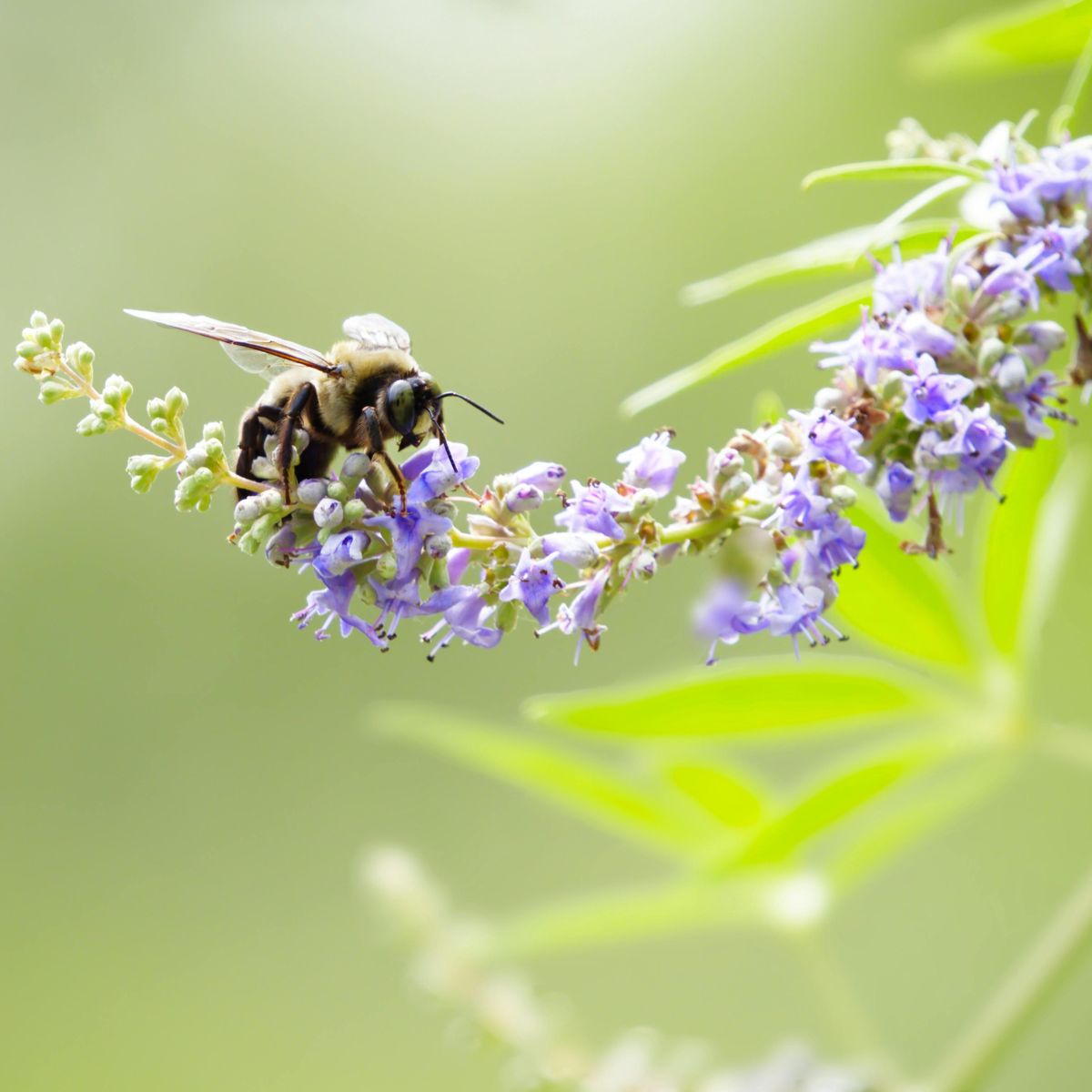 Gattilier, progestérone, périménopause ? Tout comprendre